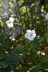 シュウメイギク