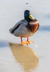 Duck on ice in winter.