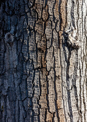 Bark on a tree as an abstract background.