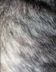 Close up of cat fur as background.