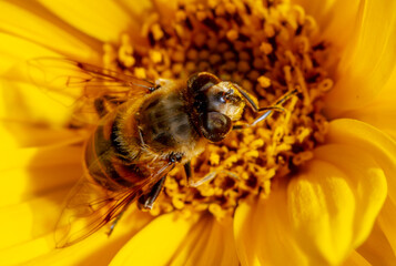Close-up of a bee on a yellow flower.