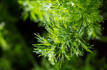 Close up of dill in a vegetable garden.
