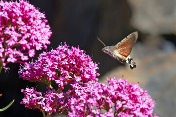 Hummingbird Hawk-moth (Macroglossum stellatarum), nectaring at Red Valerian (Centranthus ruber) flowers, Cornwall, England, UK.