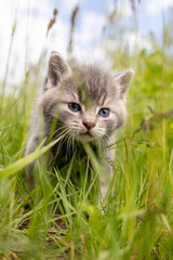 Portrait of a little kitten in green grass