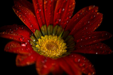 red daisy