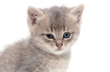 Little fluffy kitten isolated on a white