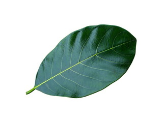 Jackfruit leaves ( Artocarpus heterophyllus Lam.) isolated on white background.