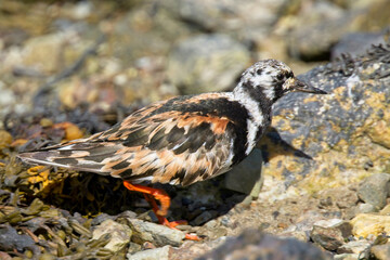 Ruddy Turnstone (Arenaria interpres), adult male moulting out of summer plumage, Hayle Estauary RSPB Reserve, Cornwall, England, UK.