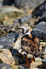 Ruddy Turnstone (Arenaria interpres), adult male moulting out of summer plumage, Hayle Estauary RSPB Reserve, Cornwall, England, UK.