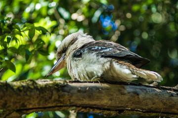 kookaburra wild