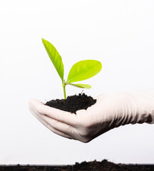 Hand of researcher woman wear rubber gloves holding young green plant with fertile black soil on...