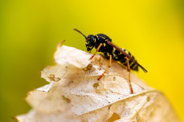 Close-up of a wasp on a yellow leaf