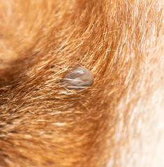 Close-up of a tick on a ginger dog.