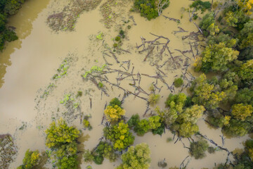 Flooded riparian forest with trunks floating on water surface from above. Water rising among trees inside inundation in summer nature from directly above. Wetland or marsh with fallen trees.