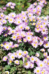 Naklejka premium 菊の花