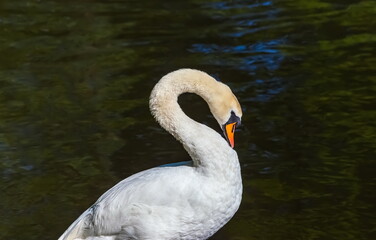 White Swan close up against the dark water in the summer