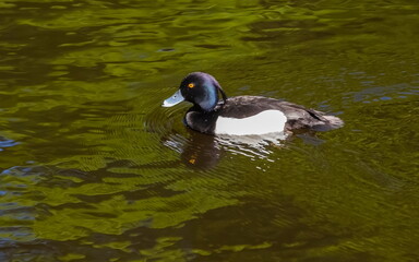 The black crested bird swims in the waters of the city pond in the Park in the summer