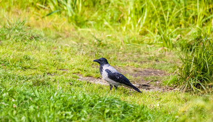 Crow on a background of green grass