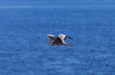 Heron bird in flight against the water