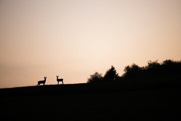 Naklejka na ściany i meble Couple of roe deer, capreolus capreolus, buck and female standing on a horizon in summer at sunset. Concept of love between two wild animals in nature. Backlit mammal on a meadow in the evening.