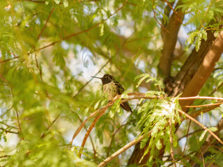 Close up shot of cute hummingbird resting on brunch