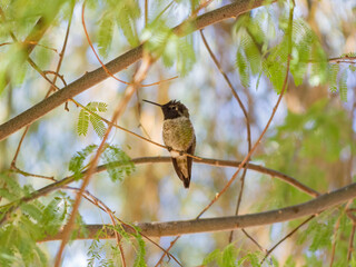 Close up shot of cute hummingbird resting on brunch