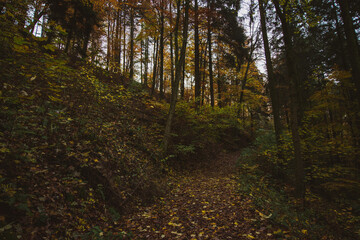 Pathway through the autumn forest in the South of Germany