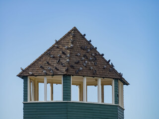 Many pigeons sitting on a roof in the Floyd Lamb Park