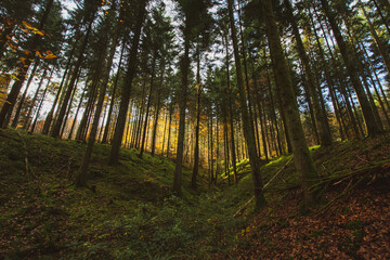 Pathway through the autumn forest in the South of Germany