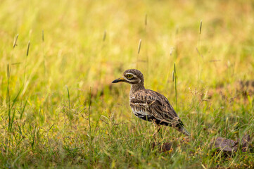 Indian stone curlew or Indian thick knee portrait in natural green background at ranthambore national park or tiger reserve sawai madhopur rajasthan india - Burhinus indicus