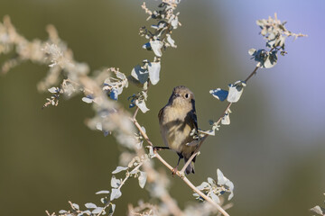 Close up shot of cute Ruby-crowned kinglet bird