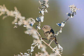 Close up shot of cute Ruby-crowned kinglet bird