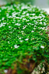little white flowers