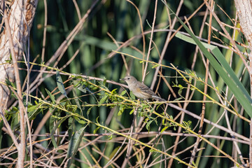 Close up shot of cute Leiothlypis bird