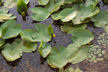 leaves in the pond