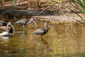 Fototapeta premium Close up shot of cute Puna ibis in the pond