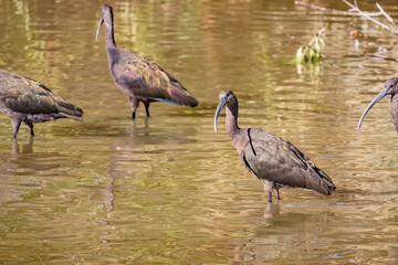 Close up shot of cute Puna ibis in the pond