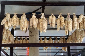  Dry corn hanging on the roof for food in nepal