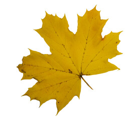 Gelbes Blatt auf einer weißen Fläche als Hintergrund 