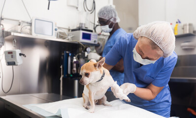 Image of dog on the operating table and doctor in a veterinary clinic