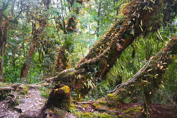 Landscape view of Nepal forest tree on the way of Annapurna Conservation Area national park Nepal - Green Nature texture background concept - Travel Adventure backpacking outdoor activity 