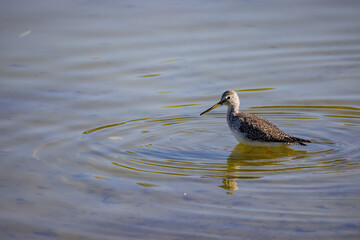 Close up shot of cute Lesser yellowlegs