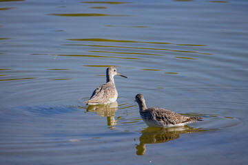 Close up shot of cute Lesser yellowlegs