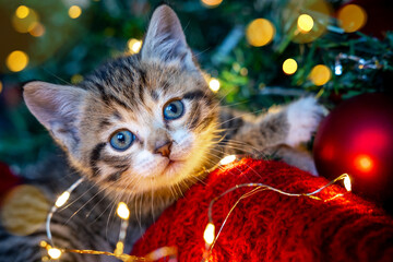 Christmas cat. Portrait striped kitten playing with Christmas lights garland on festive red background. Kitty looking at camera. © FOTO_STOCKER