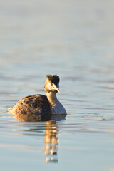 Great Crested Grebe (Podiceps cristatus) adult in morning light, Slapton Ley, Devon, England, UK.