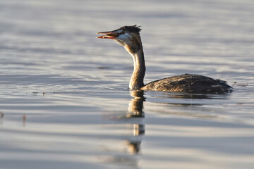 Great Crested Grebe (Podiceps cristatus) adult swallowing a fish, Slapton Ley, Devon, England, UK.