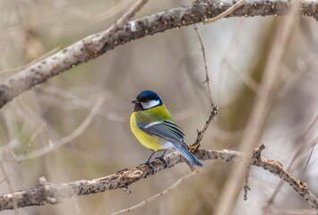 Bird chickadee on branch in autumn woods