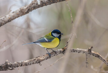 Bird chickadee on branch in autumn woods