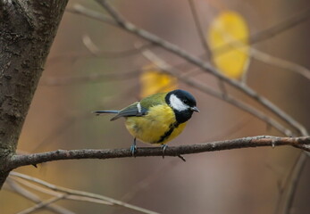 Bird chickadee on branch in autumn woods