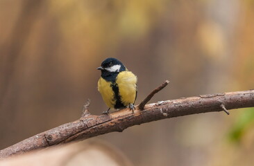 Bird chickadee on branch in autumn woods